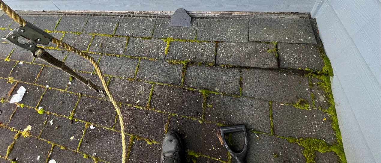 Moss and Algae on Your Portland East Roof: Why It Keeps Coming Back and How to Stop It for Good